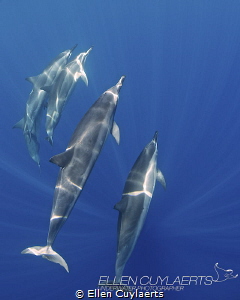 "Blue"
Spinner dolphins in Kona by Ellen Cuylaerts 